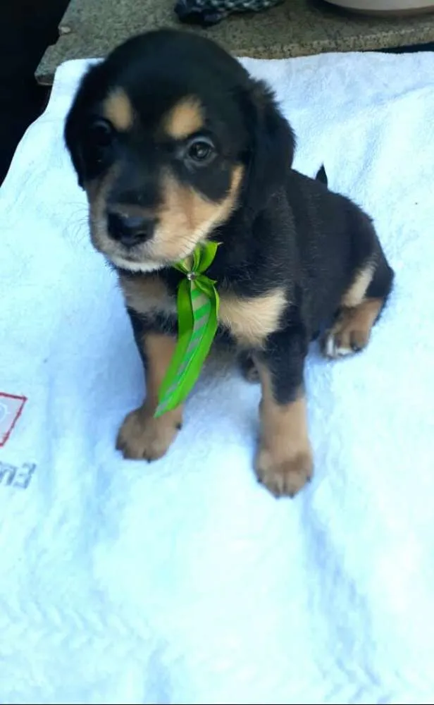 Cachorro ra a  idade Abaixo de 2 meses nome Filhotes  D. Jane