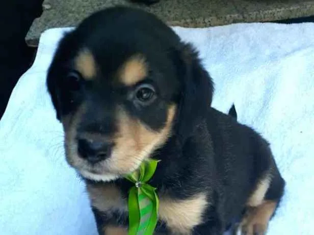 Cachorro ra a  idade Abaixo de 2 meses nome Filhotes  D. Jane