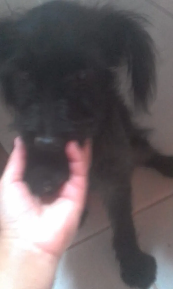 Cachorro ra a podle misturado com picher  idade 2 a 6 meses nome nala