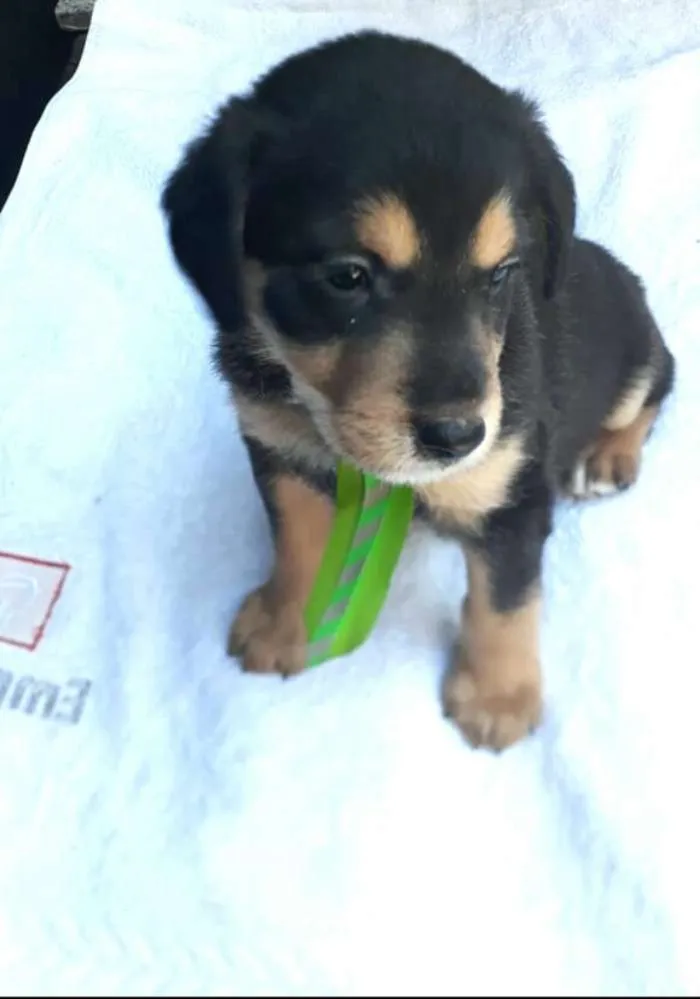 Cachorro ra a  idade Abaixo de 2 meses nome Filhotes  D. Jane