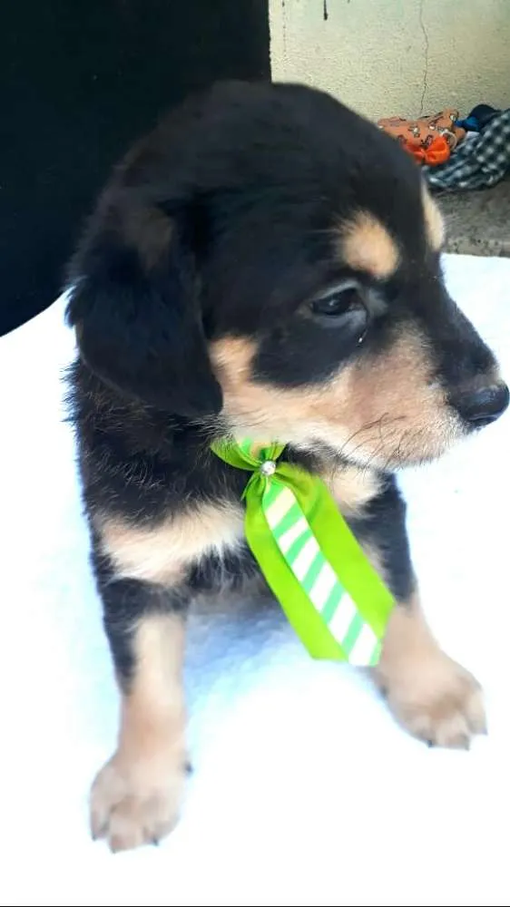 Cachorro ra a  idade Abaixo de 2 meses nome Filhotes  D. Jane