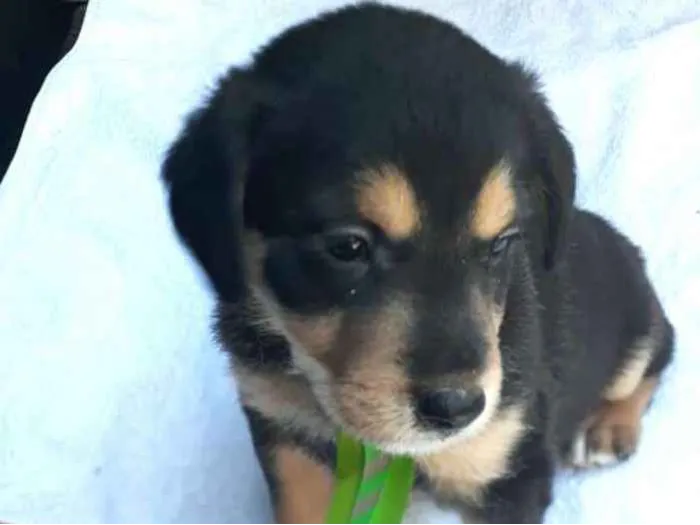Cachorro ra a  idade Abaixo de 2 meses nome Filhotes  D. Jane