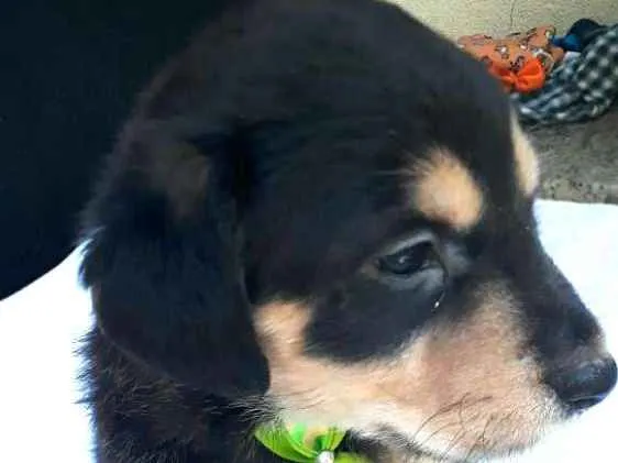 Cachorro ra a  idade Abaixo de 2 meses nome Filhotes  D. Jane