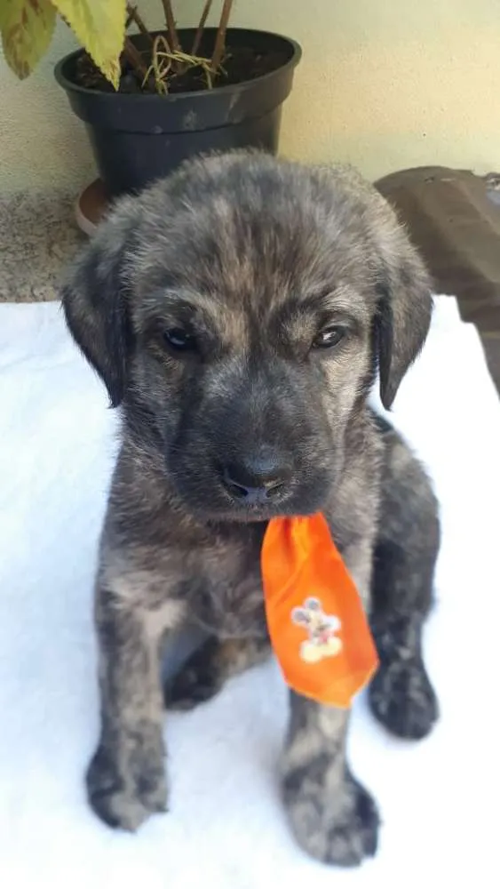 Cachorro ra a  idade Abaixo de 2 meses nome Filhotes  D. Jane