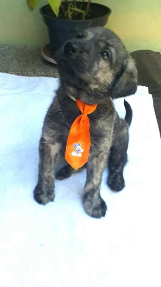 Cachorro ra a  idade Abaixo de 2 meses nome Filhotes  D. Jane