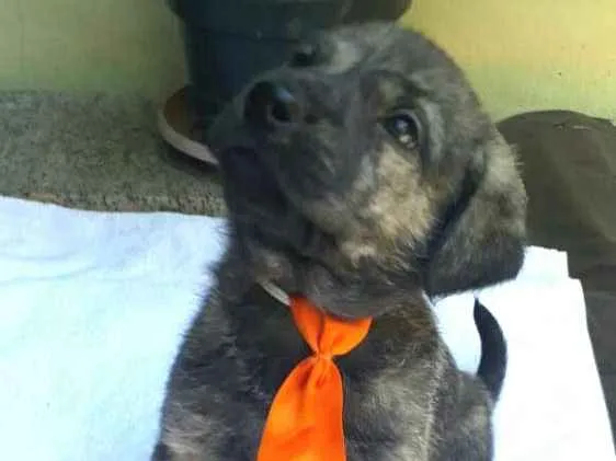 Cachorro ra a  idade Abaixo de 2 meses nome Filhotes  D. Jane