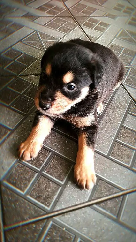 Cachorro ra a  idade Abaixo de 2 meses nome Filhotes  D. Jane