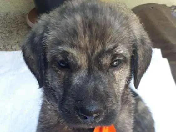 Cachorro ra a  idade Abaixo de 2 meses nome Filhotes  D. Jane