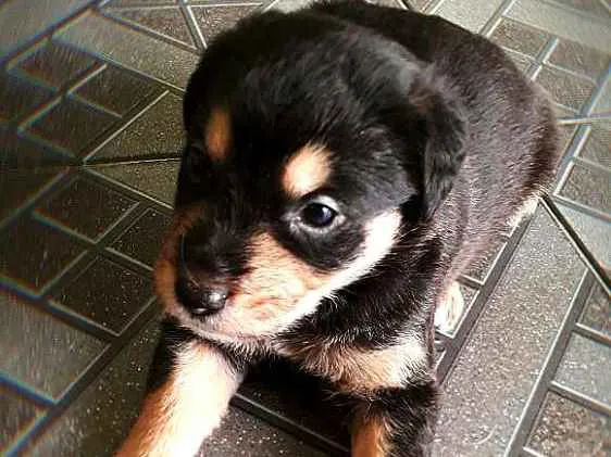 Cachorro ra a  idade Abaixo de 2 meses nome Filhotes  D. Jane