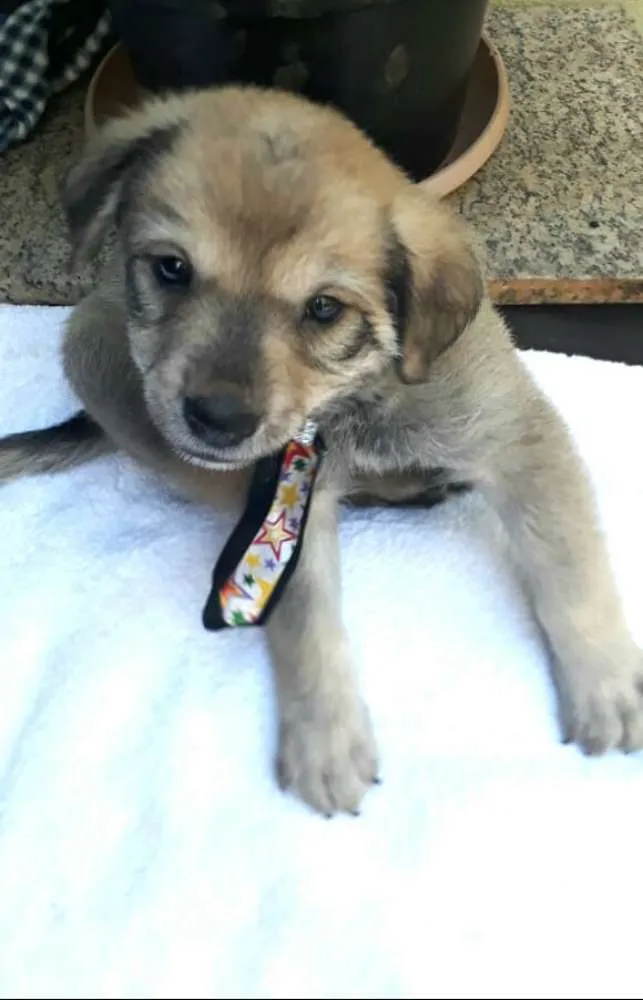 Cachorro ra a  idade Abaixo de 2 meses nome Filhotes  D. Jane