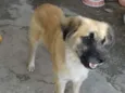 Cachorro raça srd idade 1 ano nome Rex
