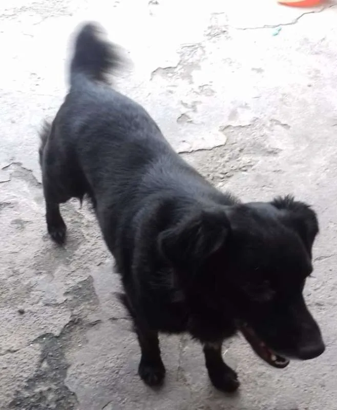 Cachorro ra a srd idade 2 anos nome Sofia