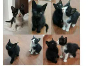 Gato raça SRD idade Abaixo de 2 meses nome James e meow 