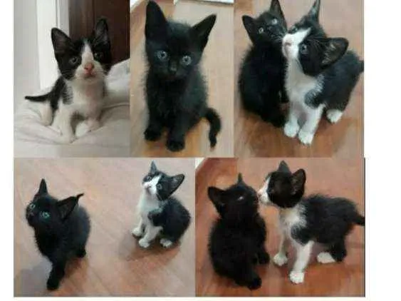 Gato ra a SRD idade Abaixo de 2 meses nome James e meow 