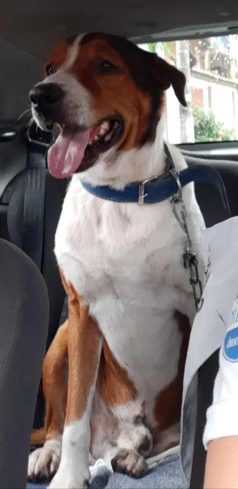 Cachorro ra a SRD idade 4 anos nome Guardião 