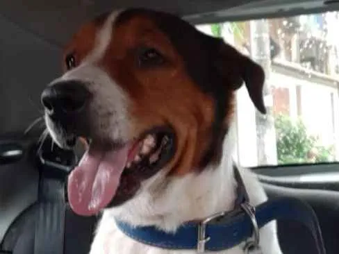 Cachorro ra a SRD idade 4 anos nome Guardião 