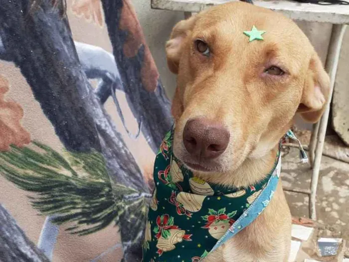 Cachorro ra a SRD idade 2 anos nome Lupita Akina