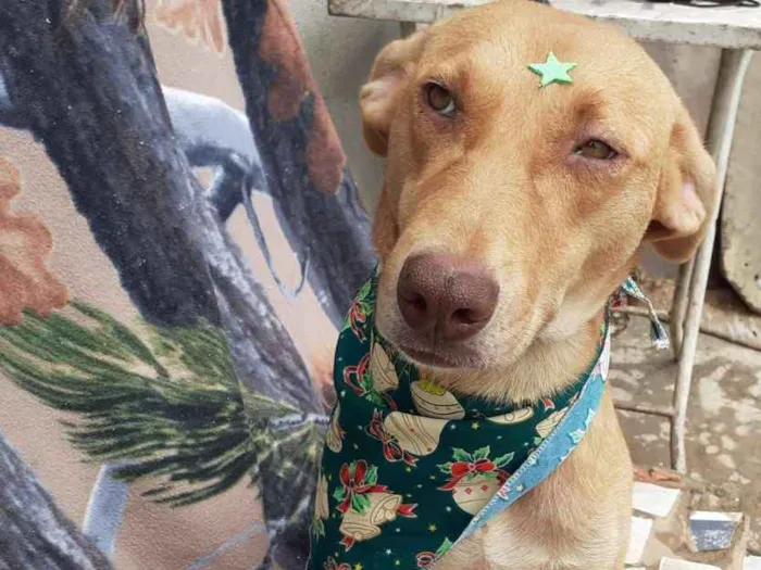 Cachorro ra a SRD idade 2 anos nome Lupita Akina