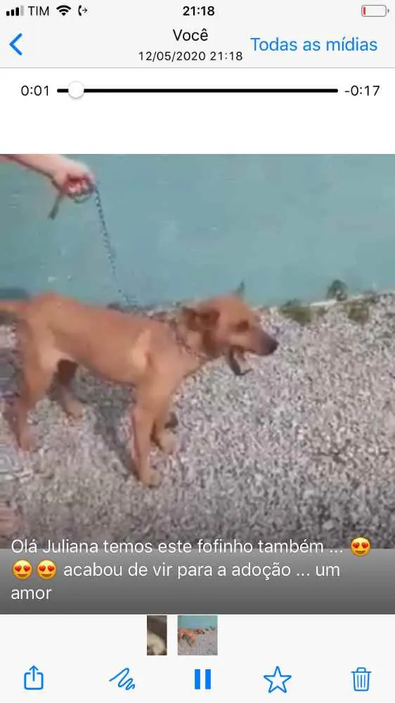 Cachorro ra a  idade 1 ano nome Não sei 