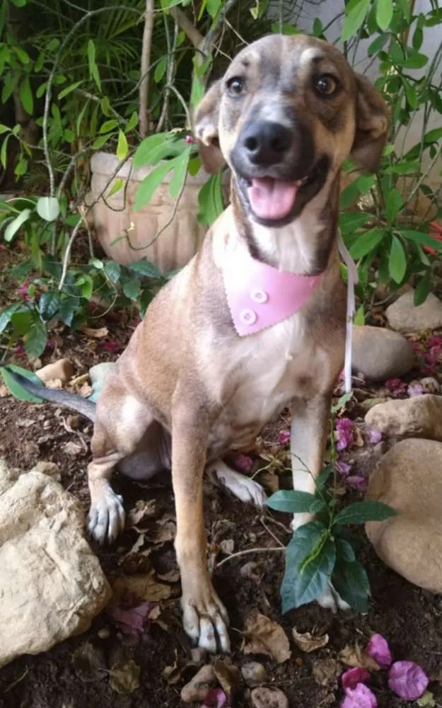 Cachorro ra a SRD idade 1 ano nome Mel