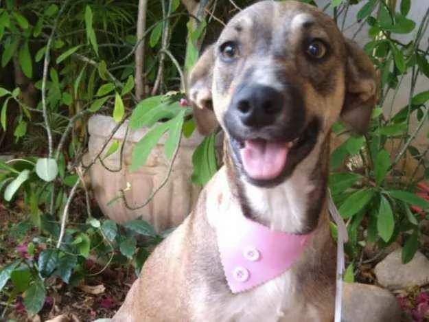 Cachorro ra a SRD idade 1 ano nome Mel