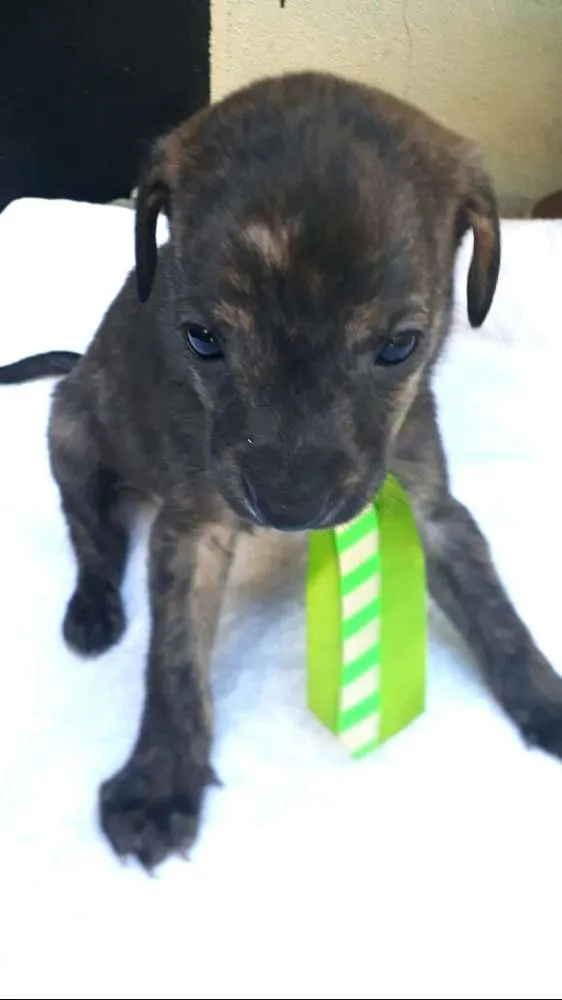 Cachorro ra a  idade Abaixo de 2 meses nome Charlie ( adoção esp