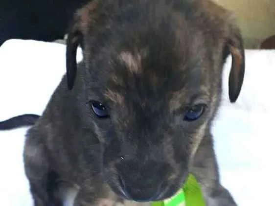 Cachorro ra a  idade Abaixo de 2 meses nome Charlie ( adoção esp