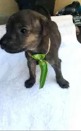 Charlie ( adoção esp