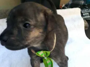 Cachorro raça  idade Abaixo de 2 meses nome Charlie ( adoção esp