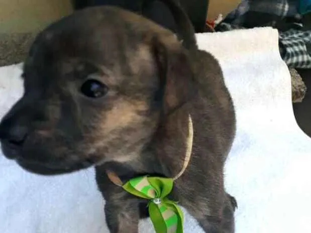 Cachorro ra a  idade Abaixo de 2 meses nome Charlie ( adoção esp