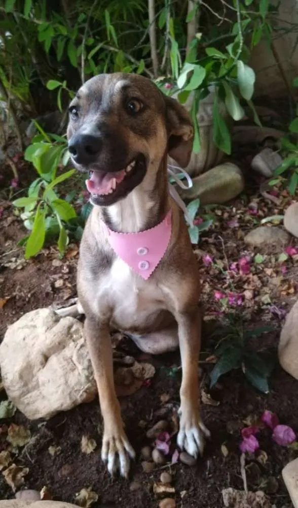 Cachorro ra a SRD idade 1 ano nome Mel