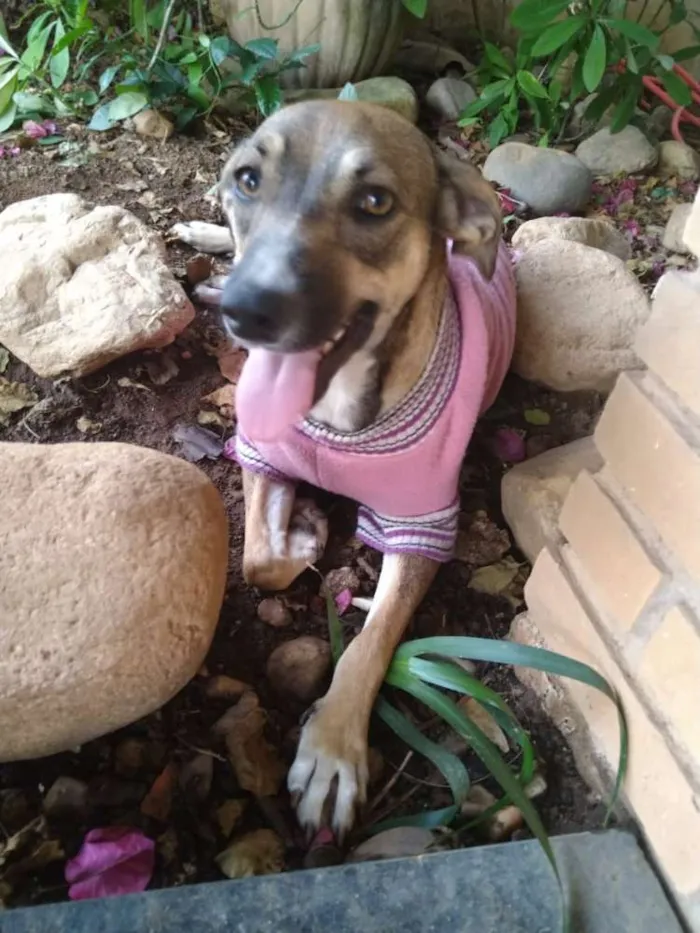 Cachorro ra a SRD idade 1 ano nome Mel