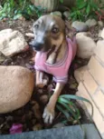 Mel