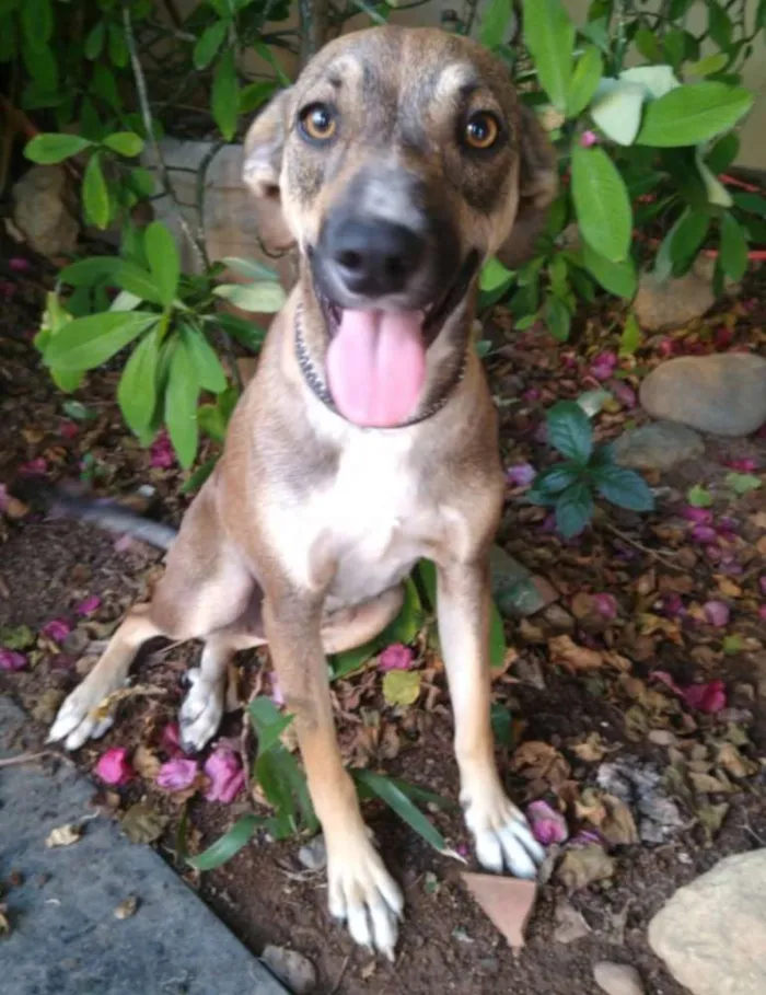 Cachorro ra a SRD idade 1 ano nome Mel