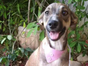 Cachorro raça SRD idade 1 ano nome Mel