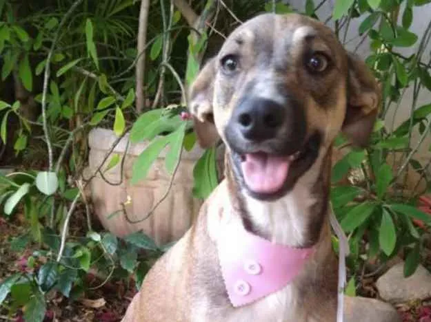 Cachorro ra a SRD idade 1 ano nome Mel