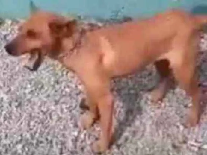 Cachorro ra a  idade 1 ano nome Não sei 