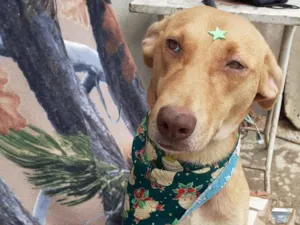 Cachorro raça SRD idade 2 anos nome Lupita Akina