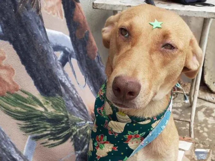Cachorro ra a SRD idade 2 anos nome Lupita Akina