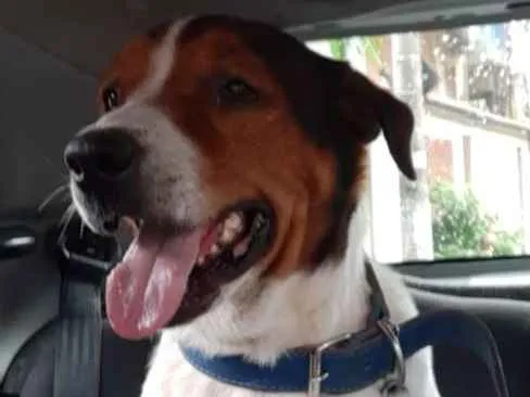 Cachorro ra a SRD idade 4 anos nome Guardião 