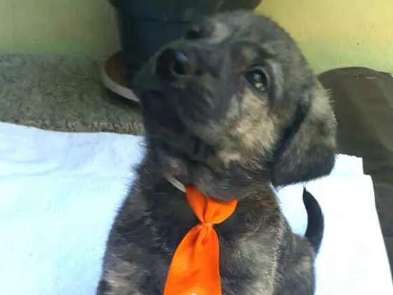 Cachorro ra a  idade Abaixo de 2 meses nome Filhotes  D. Jane