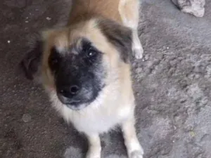 Cachorro raça srd idade 1 ano nome Rex