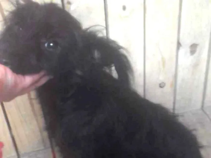 Cachorro ra a podle misturado com picher  idade 2 a 6 meses nome nala