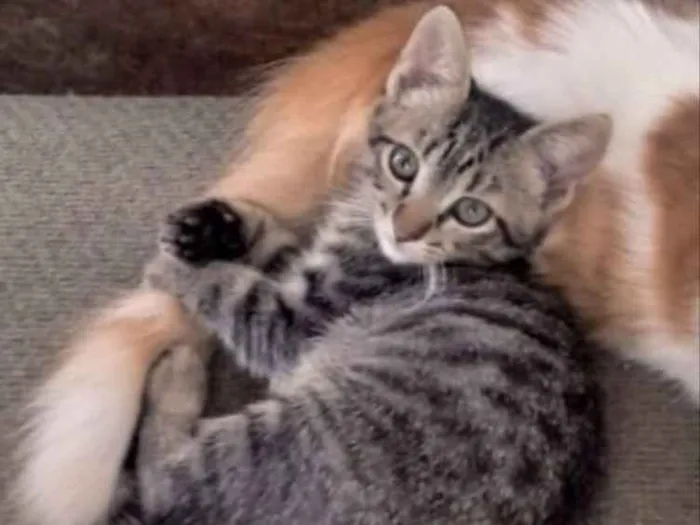 Gato ra a  idade 2 a 6 meses nome Não sei 