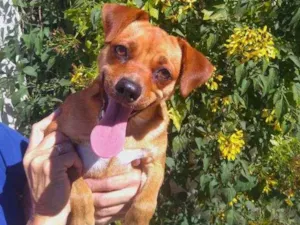 Cachorro raça  idade 1 ano nome Dandara 