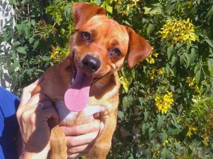Cachorro ra a  idade 1 ano nome Dandara 