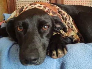 Cachorro raça  idade 1 ano nome Ágata 