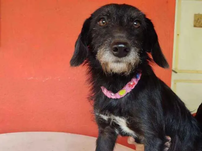 Cachorro ra a  idade 7 a 11 meses nome Paçoca 