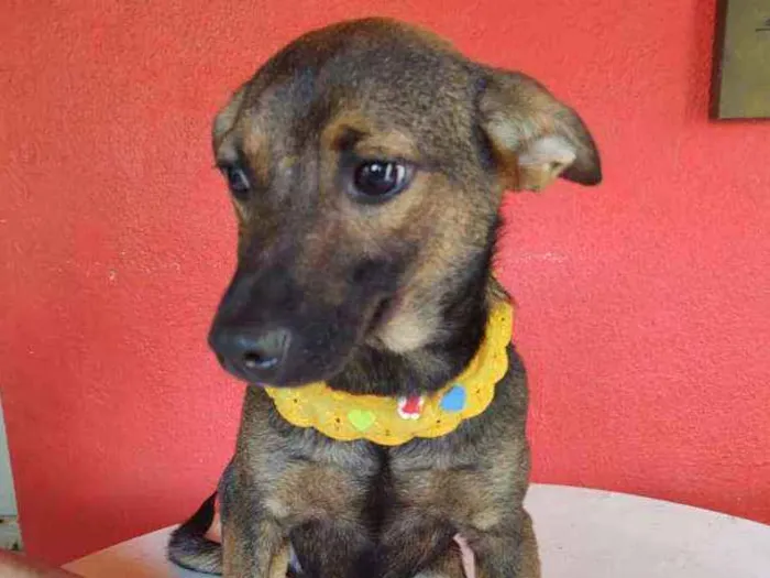 Cachorro ra a  idade 7 a 11 meses nome Anne 