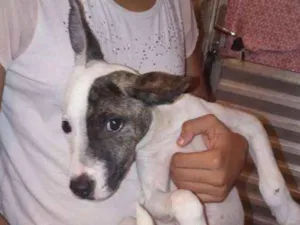 Cachorro raça Raciado com pit bull idade 2 a 6 meses nome Akira